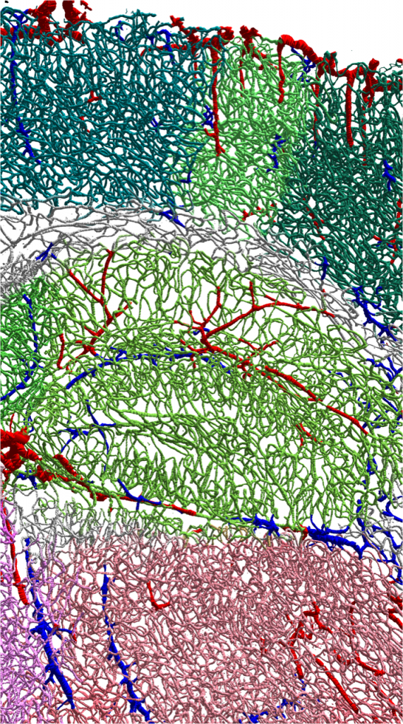 La première cartographie complète de la vascularisation cérébrale ...