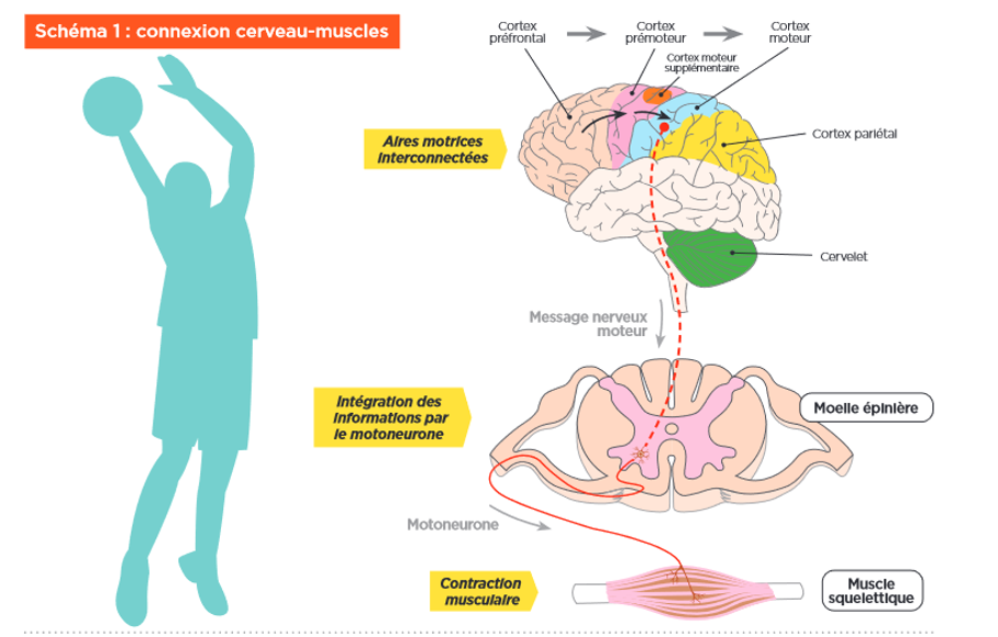 Activit Physique Et Cerveau Exercice Neurologique ATLG activit-physique-et-cerveau-exercice-neurologique-atlg