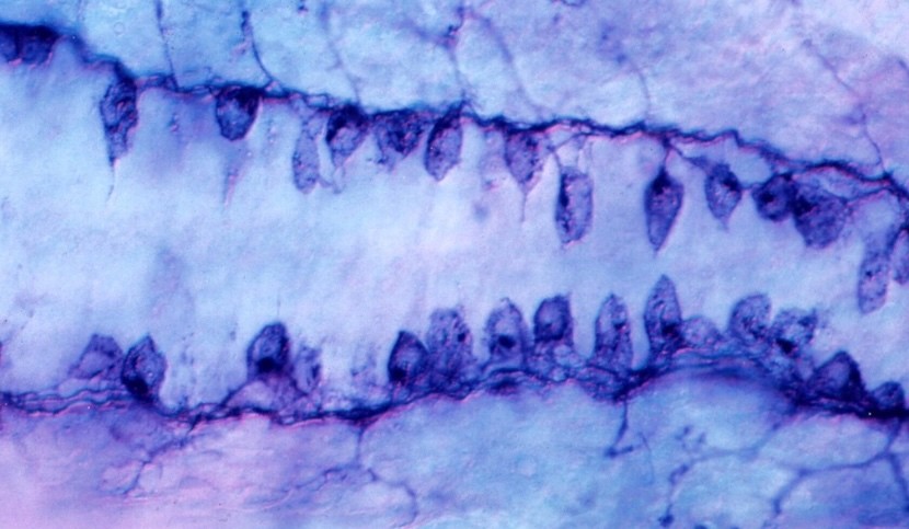 Des neurones sensoriels « goûtent » le liquide cérébrospinal pour ...