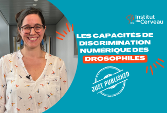 Just Published  Les capacités de discrimination numérique des drosophiles