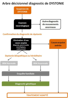 L'arbre décisionnel du diagnostic de la dystonie