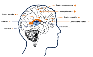 Les informations sur les parties du cerveau