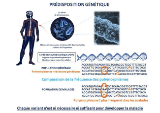 Les prédisposition génétique