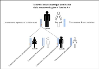 Transmission autosomique dominante de la mutation du gène