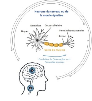 Explication visuel des causes et mécanismes biologiques des leucodystrophies