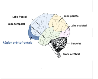 Les parties du cerveau