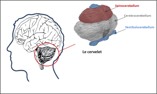 Schéma sur les parties du cervelet