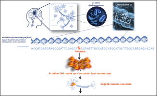 Mutation et dégéneréscense neuronale