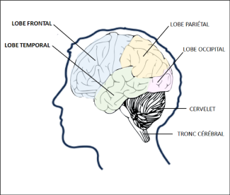 Présentation des parties du cerveau