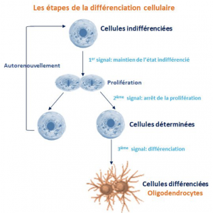 Les étapes de la différenciation cellulaire