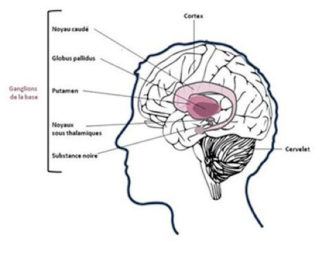 Informations sur les parties du cerveau