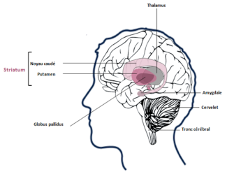 Informations sur les parties du Cerveau