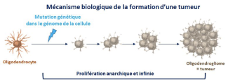 Le mécansime biologique de la formation d'une tumeur