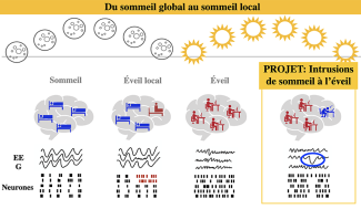 schéma du sommeil