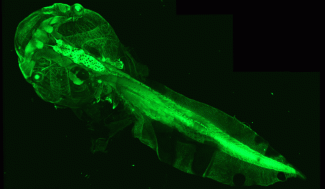 Têtard de Xénope transgénique chez lequel la substance blanche (myéline) apparaît par fluorescence, en vert. Crédit : David Akbar (plateforme ICM Quant) et Elodie Martin (Equipe Lubetzki/Stankoff).