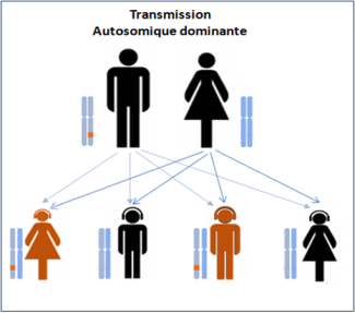 transmission autosomique dominante