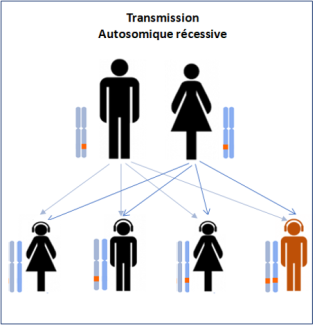 Transmission autosomique récessive