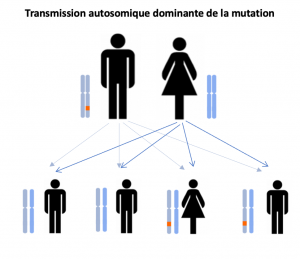 La transmission d'une mutation génétique sla