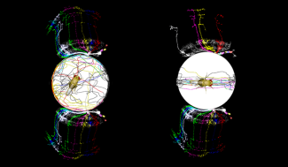 Les mouches présentant une asymétrie gauche-droite dans le câblage d'un circuit neuronal spécifique ont tendance à suivre des trajectoires plus droites et plus étroites vers un objet d'intérêt, tandis que les mouches dont le cerveau est plus symétrique ont tendance à suivre des trajectoires plus larges et plus sinueuses vers l'objet en question.