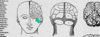 Le cerveau en pièces détachées