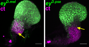 Différentes régulations temporelles de ey/PAX6 chez D. melanogaster (gauche) et de D. pseudoobscura (droit). Au cours de la seconde étape larvaire tardive, l’action activatrice de ey/PAX6, visible grâce à l’expression d’un gène rapporteur (en vert, GFP), a presque entièrement disparu de la partie non-visuel de l’EAD (en magenta) chez D. pseudoobscura. Au même stade de développement, l’action activatrice est toujours détectée chez D. melanogaster dans cette région. (crédit : A. Ramaekers)