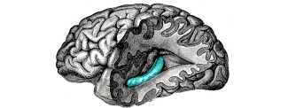 Hyppocampe dans le cerveau