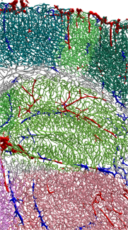 reconstruction of a cerebral vascular network