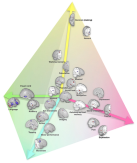 La latéralisation des fonctions cérébrales représentée dans un espace à 4 dimensions le long de l’axe de la communication symbolique (vert), l’axe de la « perception/action » (cyan), l’axe des émotions (rose) et l’axe de la prise de décision (jaune).