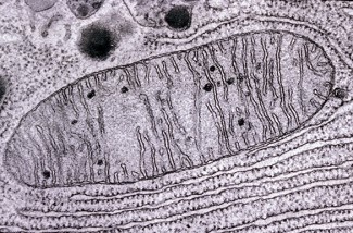 Mitochondrie – organlelle des cellules – centrales énergétiques des cellules © INSERM/Torpier, Gérard