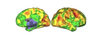 L'évolution d'un cerveau