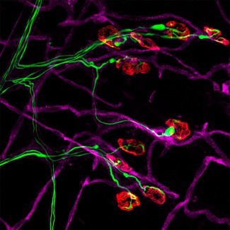 Les nerfs moteurs présents dans la moelle épinière se projettent vers la périphérie, où ils entrent en contact avec les muscles, formant des connexions appelées jonctions neuromusculaires. Crédit : James N. Sleigh.