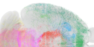 Projections des neurones activés par la nidification dans l’ensemble du cerveau, montrant l’étendue des régions contactées par ces neurones. L’image est obtenue à partir d’imagerie 3D en feuillet de lumière permettant de reconstruire les trajectoires de fibres dans le cerveau à une résolution micrométrique