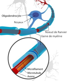 oligodendrocyte