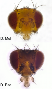 Têtes de D. melanogaster (haut) et de D. pseudoobscura (bas) montrant différentes proportions d’yeux et d’antennes (crédit : A. Ramaekers and N. Grillenzoni)