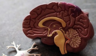 Maquette d'un cerveau