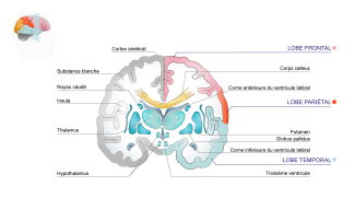 Vue en coupe de l'intérieur du cerveau