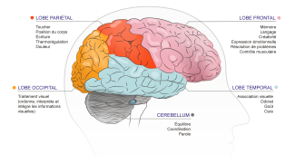 Fonctions du cerveau en relation avec les différents lobes du cerveau