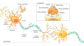 Structure d'un neurone