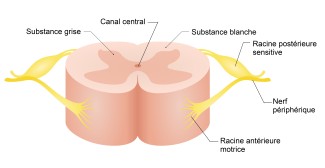 Structure de la moelle épinière