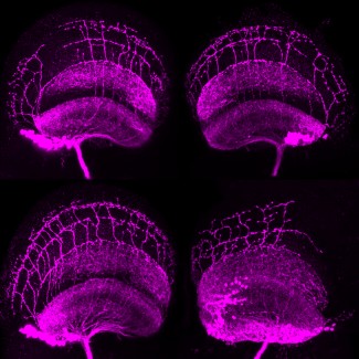 Le développement du cerveau a une part d’aléatoire