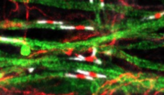 actu_scientifique