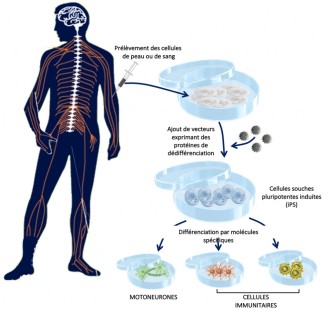 Mutation des cellules