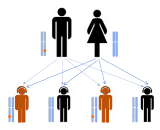 Transmission de la mutation autosomique dominante
