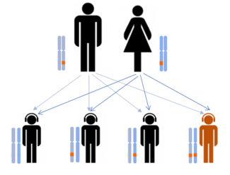 Transmission de la mutation autosomique dominante