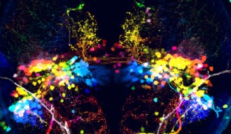 vue dorsal cerveau larve zebrafish