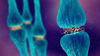 Synapse
