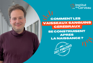 Just published - Comment les vaisseaux sanguins cérébraux se construisent après la naissance ?