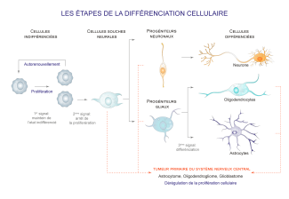 differentiation-cellulaire