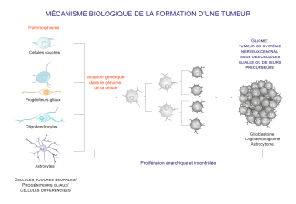 Mécanisme biologique de la formation d'une tumeur