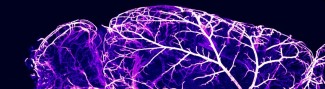 Workshop on tissue clearing and brain mapping technologies